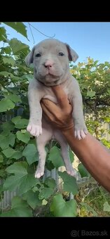 American bully xl - 10