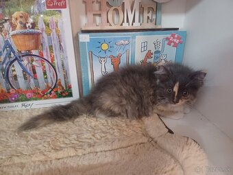 Ragdoll mačička - 10