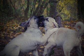 Kangal šteňatá, šteniatka k už odberu - 10