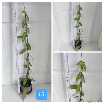 Vanilka voňavá - pravá, odrezky alebo rastliny - 10