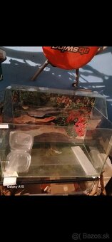 Voľne TERÁRIA - 10