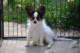 Papillon s rodokmeňom - 10