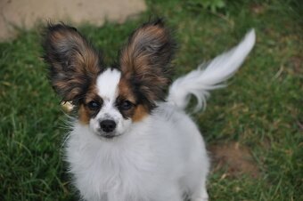 Papillon s rodokmeňom - 10