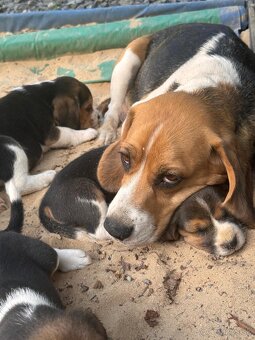 Beagle - 10