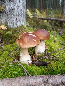 Predám sušené huby - 10