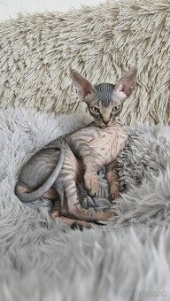 Donský sphynx mačiatka - 10
