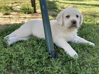 Labrador retriever -šteniatka s PP - 10