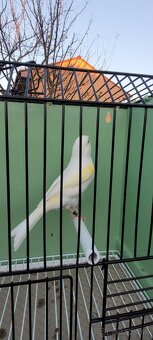 Kanáre  kanáriky - 10