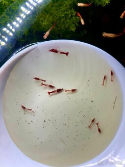 Krevetky (Caridina + Neocaridina)+rastlinky - 10