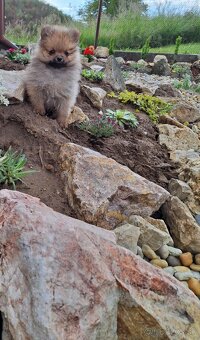 Oranžový špic -Pomeranian - 10