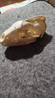 Predám lebku jazveca parožie, zhody, trofeje. - 10