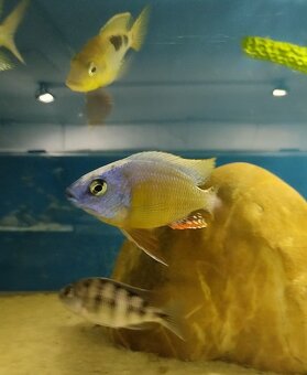 Africké Malawi cichlidy - 10