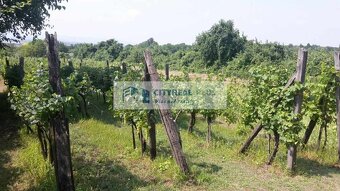Predám vínny domček s vinicou a ornou pôdou v obci Mužla - 10