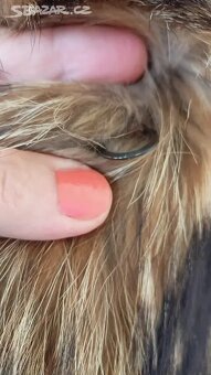 Kožich. Jezerní liška. - 10