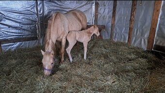 Roční qh hřebeček reining původ - 10