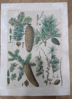 staré školské tabule/plagáty raslín-stromov-zvierat - 10