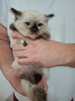 Ragdoll mačiatka - 10