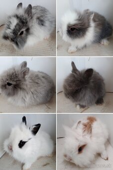 Zdrobnelý zakrslý králik - 10