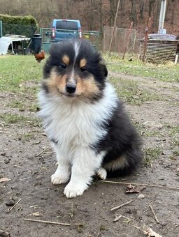 Kolia dlhosrstá - 10