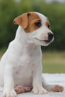 Jack Russel Terier - 10