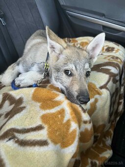 Československý Vlciak - 10