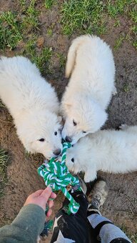 Slovenský čuvač - šteniatka - 10