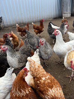 Predám mládky - 10