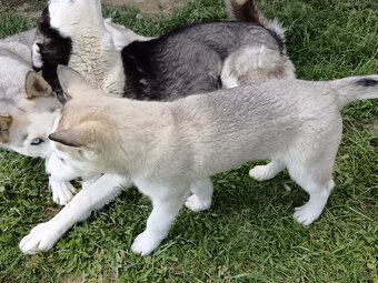Sibírsky husky - 10