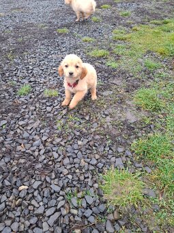 Zlatý retriever - 10