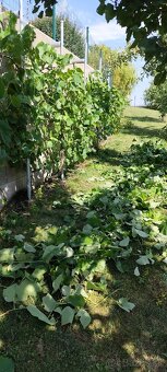 Záhradné práce, rez strih ovocných stromov, okrasných krov - 10