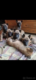Belgický ovčiak malinois - 10