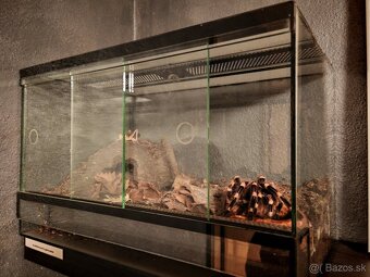 Acanthoscurria geniculata - 10