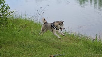 Sibírsky Husky na krytie - 10