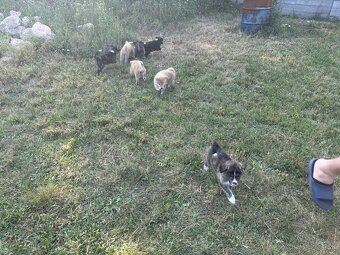 Šteniatka Akita Inu - 10