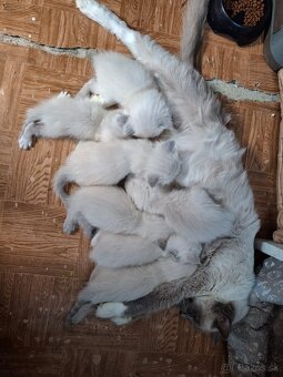 Maciatka Ragdoll - 10