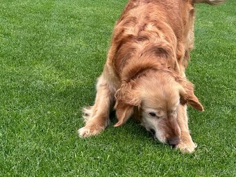 Zlatý Retriever - 10