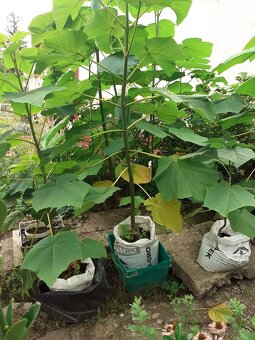 Cisarsky strom Paulownia a Aloe vera - 10