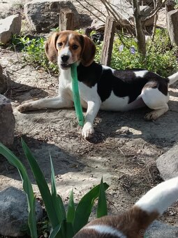 Beagle, bigel, bigl bez PP - 10