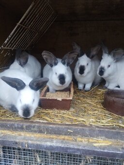 Kalifornsky kralik - 10