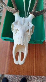 Úprava trofejí - 10