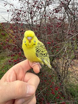 Andulka TCB mlada Maznačik - 10