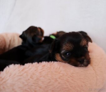 Yorkshire Terrier, York, Jork, Yorkshirsky teriér, šteniatka - 10
