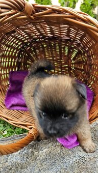 Pomeranian - 10