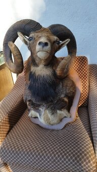 Predám preparát zlatého muflona. Parožie zhody trofeje. - 10