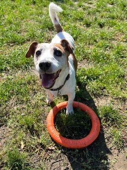 Stráženie psíkov P&M | Košice - 10