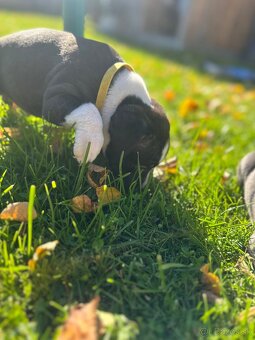 Šteniatka staforda - 10