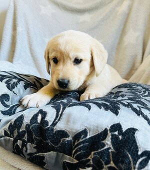 štěňata labrador a – připravena k odběru - 10