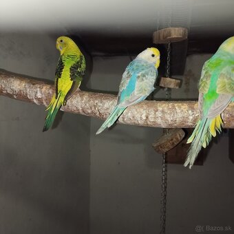 Andulky blackwing - 10