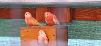 Neofema Bourkova Rubino - 10