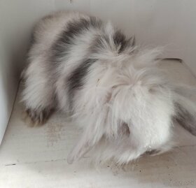 Zdrobnelý králik, zakrslý zajačik - 10